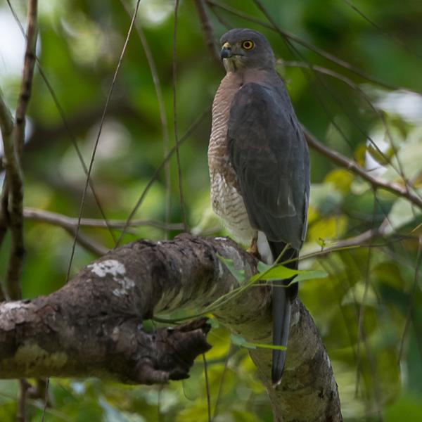 <h3><a href="/trips/srilanka/biota/animalia/chordata/aves/017 accipitriformes/004 accipitridae/accipiter badius/accipiter badius-nl.html">Accipiter&nbsp;badius</a> / Shikra / Shikra</h3>NIKON D500 met AF-S Nikkor 80-400mm f/4.5-5.6G ED VR, 1/1000 sec  bij F5.6, ISO 800, afstand 14.9&nbsp;m